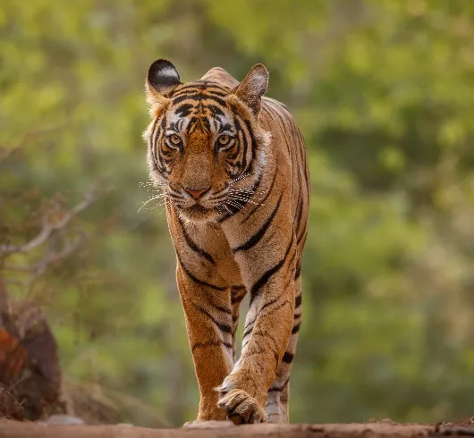 4D Nainital Jimcorbett