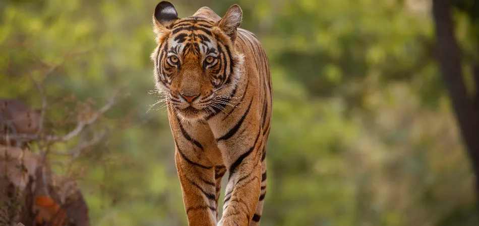 4D Nainital Jimcorbett